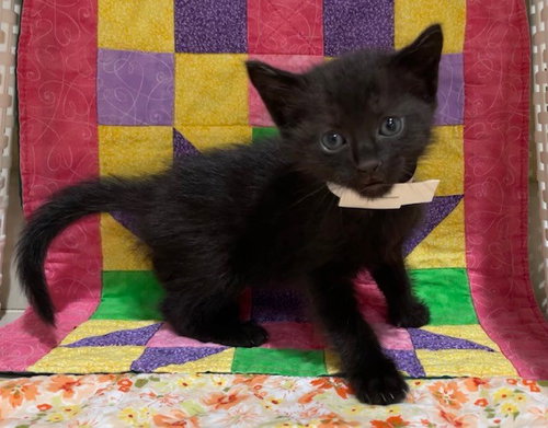 PHOENIX, Young Domestic Short Hair (medium coat), cat for adoption in Diamond Bar, California