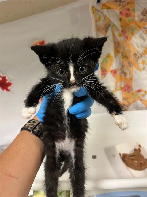 GRIM, Young Domestic Short Hair (medium coat), cat for adoption in Diamond Bar, California