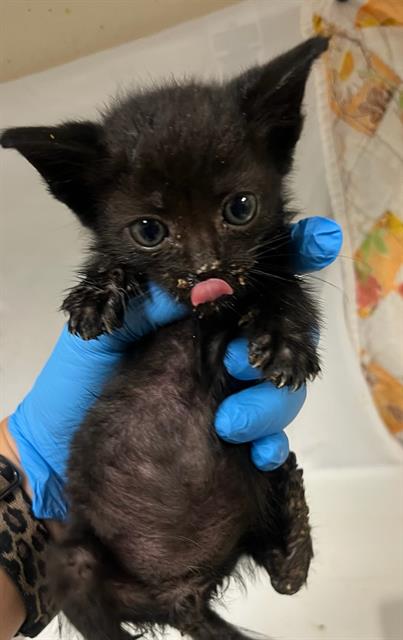 VENOM, Young Domestic Short Hair (medium coat), cat for adoption in Diamond Bar, California
