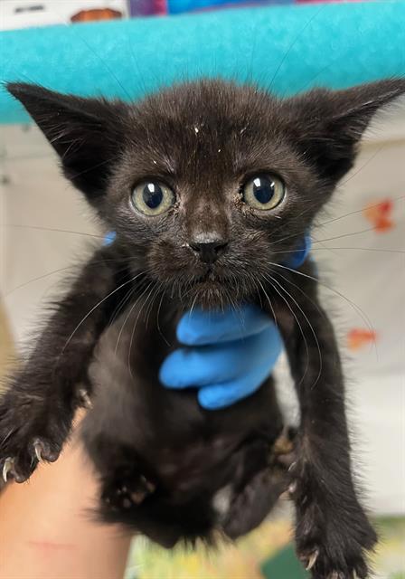 ZORAK, Young Domestic Short Hair (medium coat), cat for adoption in Diamond Bar, California