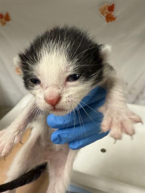 BIBI, Young Domestic Short Hair (medium coat), cat for adoption in Diamond Bar, California
