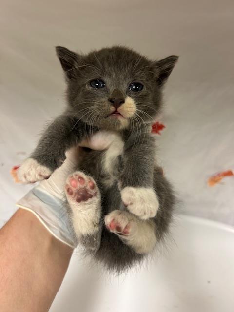 SOLSTICE, Young Domestic Short Hair (medium coat), cat for adoption in Diamond Bar, California