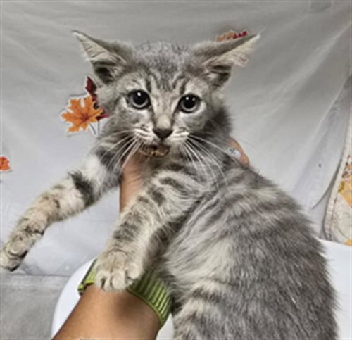 BUBBY, Young Domestic Short Hair (medium coat), cat for adoption in Diamond Bar, California