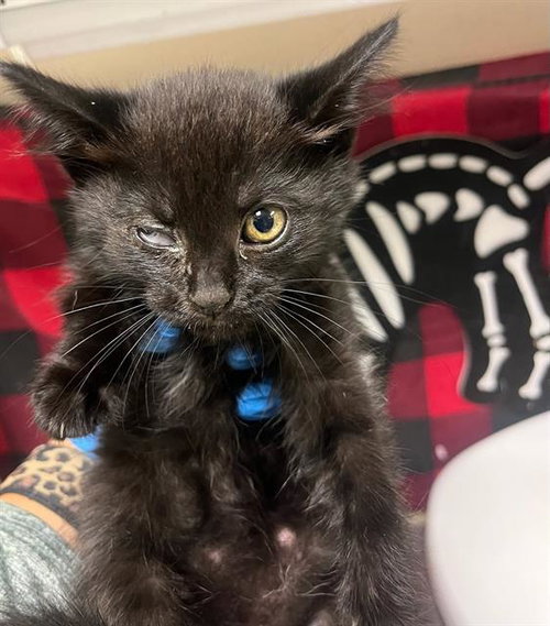 NIGHT CRAWLER, Young Domestic Short Hair (medium coat), cat for adoption in Diamond Bar, California