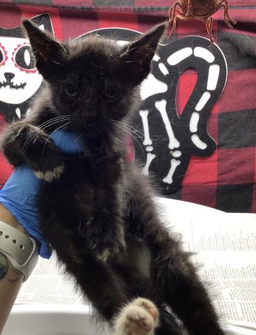 ANUBIS, Young Domestic Short Hair (medium coat), cat for adoption in Diamond Bar, California