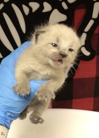 ALBUS, Young Domestic Short Hair (medium coat), cat for adoption in Diamond Bar, California