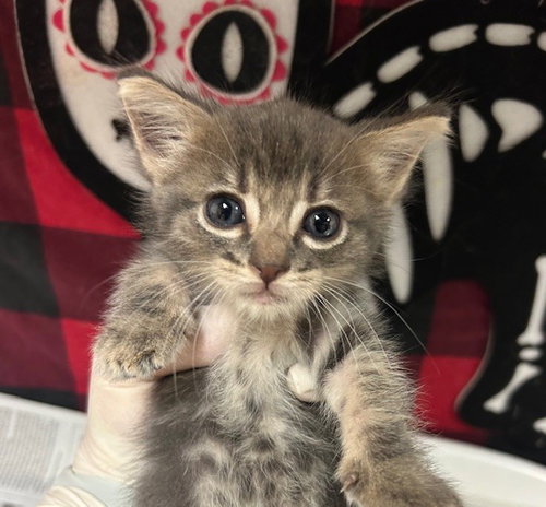 LEONORA, Young Domestic Short Hair (medium coat), cat for adoption in Diamond Bar, California