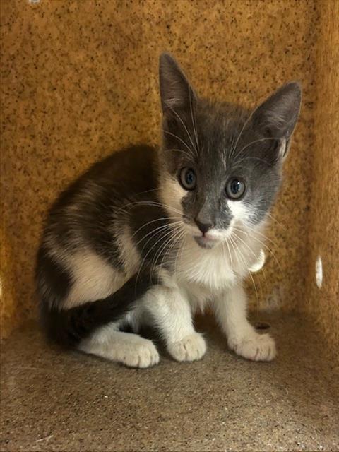 CORALINE, Young Domestic Short Hair (medium coat), cat for adoption in Diamond Bar, California