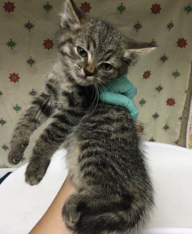 BART, Young Domestic Short Hair (medium coat), cat for adoption in Diamond Bar, California