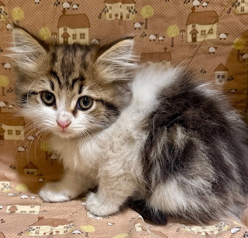 LISSA, Young Domestic Short Hair (medium coat), cat for adoption in Diamond Bar, California