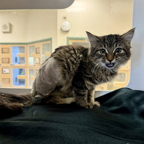 KATANA, Young Domestic Short Hair (medium coat), cat for adoption in Diamond Bar, California