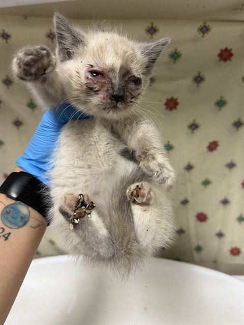 SNOWBALL, Young Domestic Short Hair (medium coat), cat for adoption in Diamond Bar, California