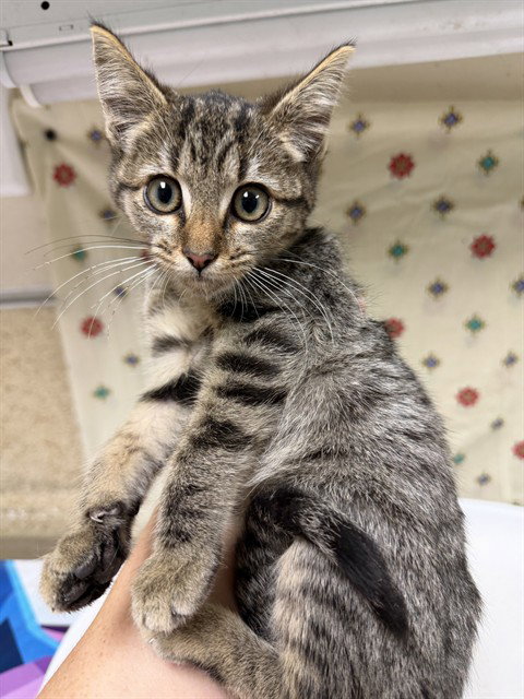 MELONY, Young Domestic Short Hair (medium coat), cat for adoption in Diamond Bar, California