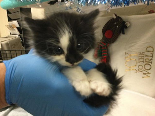 ASH, Young Domestic Short Hair (medium coat), cat for adoption in Diamond Bar, California