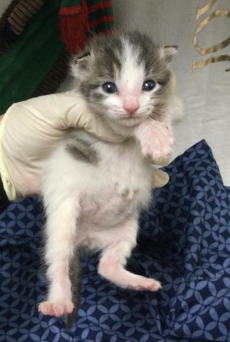 CAMI, Baby Domestic Short Hair (medium coat), cat for adoption in Diamond Bar, California