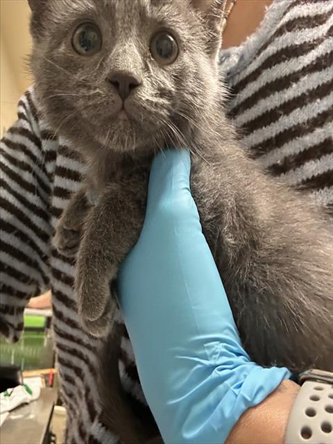 ASH, Baby Domestic Short Hair (medium coat), cat for adoption in Diamond Bar, California