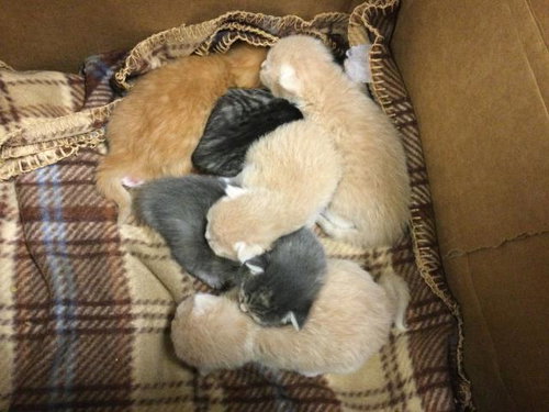 WILLOW, Baby Domestic Short Hair (medium coat), cat for adoption in Diamond Bar, California