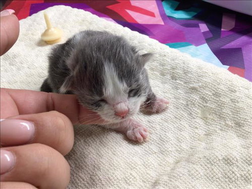 A1899881, Baby Domestic Short Hair (medium coat), cat for adoption in Diamond Bar, California
