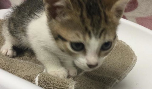 DIXIE, Baby Domestic Short Hair (medium coat), cat for adoption in Diamond Bar, California