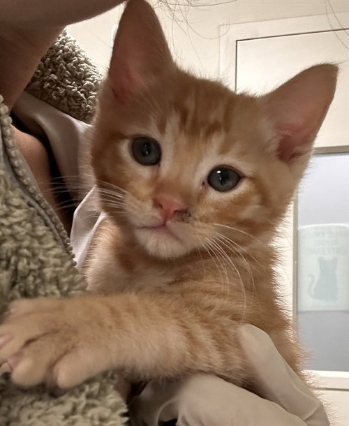 SAMMIE, Baby Domestic Short Hair (medium coat), cat for adoption in Diamond Bar, California