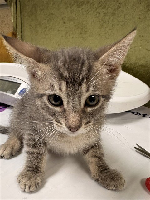 DUKE, Baby Domestic Short Hair (medium coat), cat for adoption in Diamond Bar, California