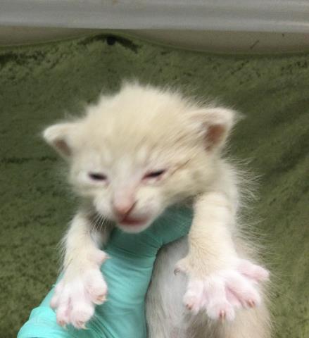 BUTTERS, Baby Domestic Short Hair (medium coat), cat for adoption in Diamond Bar, California