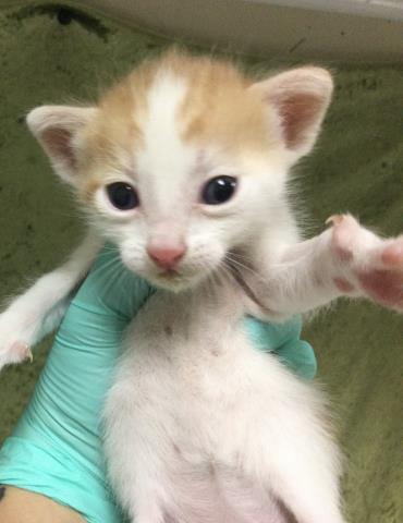 PUMPKIN, Baby Domestic Short Hair (medium coat), cat for adoption in Diamond Bar, California