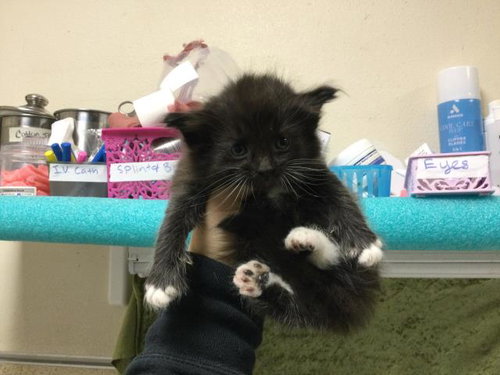 NICO, Baby Domestic Short Hair (medium coat), cat for adoption in Diamond Bar, California