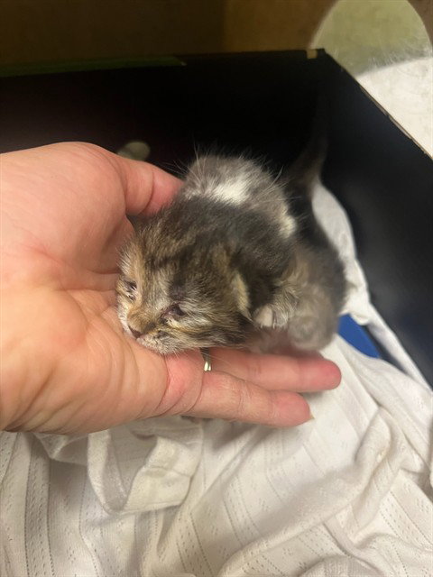 BLOSSOM, Baby Domestic Short Hair (medium coat), cat for adoption in Diamond Bar, California
