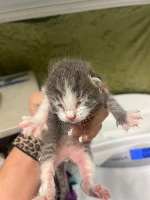 BUTTERS, Baby Domestic Short Hair (medium coat), cat for adoption in Diamond Bar, California
