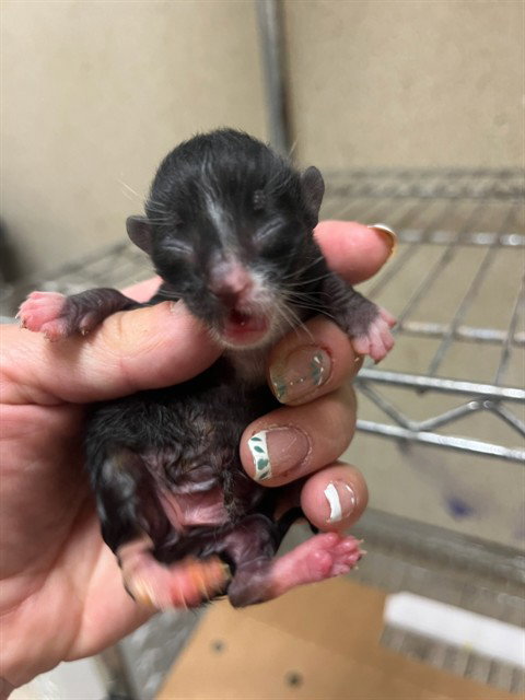 A1907610, Baby Domestic Short Hair (medium coat), cat for adoption in Diamond Bar, California