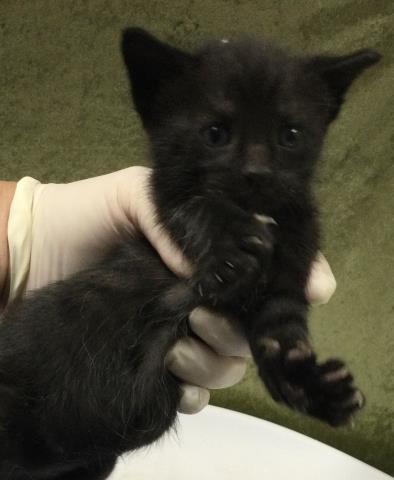 HERSHEY, Baby Domestic Short Hair (medium coat), cat for adoption in Diamond Bar, California