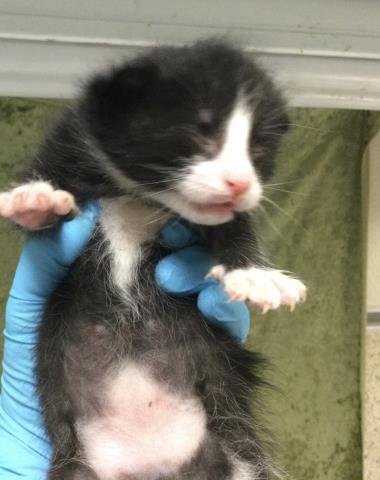 A1908160, Baby Domestic Short Hair (medium coat), cat for adoption in Diamond Bar, California