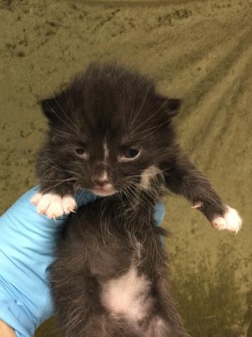 A1908161, Baby Domestic Short Hair (medium coat), cat for adoption in Diamond Bar, California