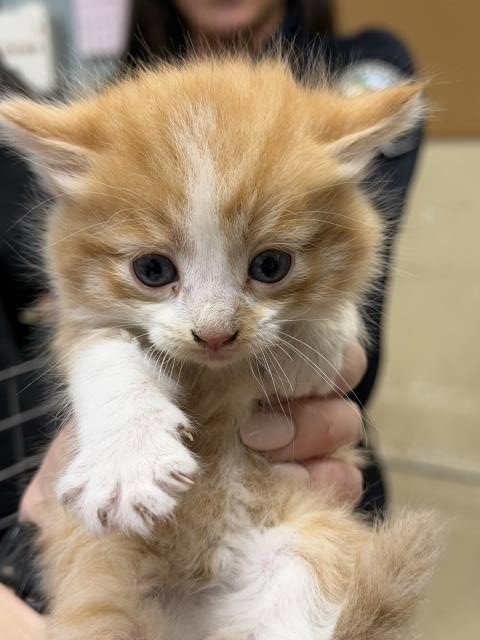 A1908560, Baby Domestic Long Hair (medium coat), cat for adoption in Diamond Bar, California