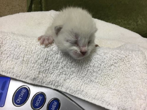 BRANDO, Baby Domestic Short Hair (medium coat), cat for adoption in Diamond Bar, California