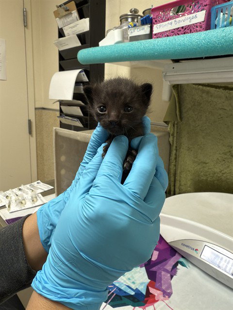 DRACULA, Baby Domestic Short Hair (medium coat), cat for adoption in Diamond Bar, California