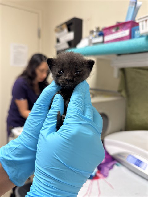 SELENA, Baby Domestic Short Hair (medium coat), cat for adoption in Diamond Bar, California