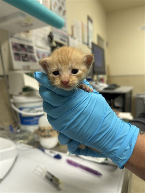 SAM, Baby Domestic Short Hair (medium coat), cat for adoption in Diamond Bar, California