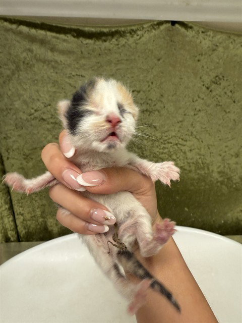A1909366, Baby Domestic Short Hair (medium coat), cat for adoption in Diamond Bar, California
