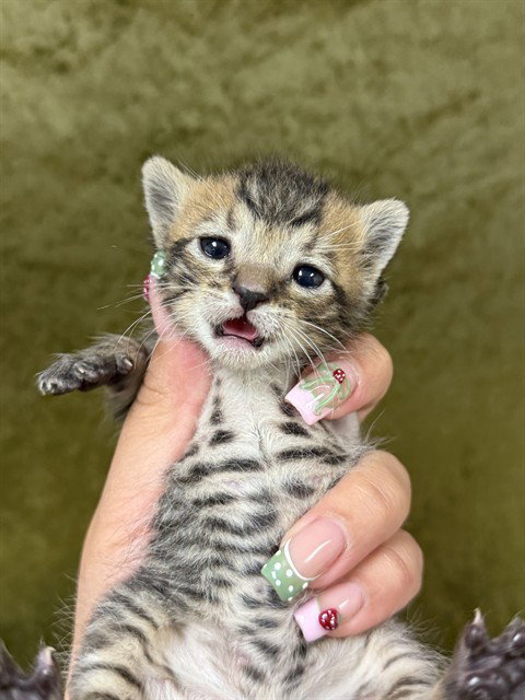 A1910278, Baby Domestic Short Hair (medium coat), cat for adoption in Diamond Bar, California