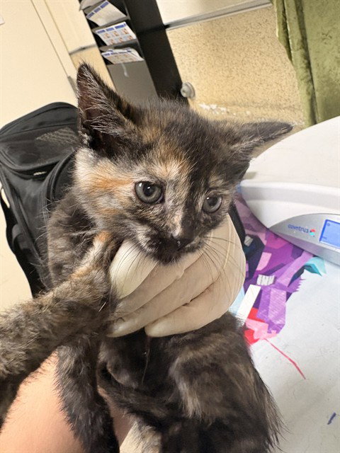 CATALA, Baby Domestic Short Hair (medium coat), cat for adoption in Diamond Bar, California