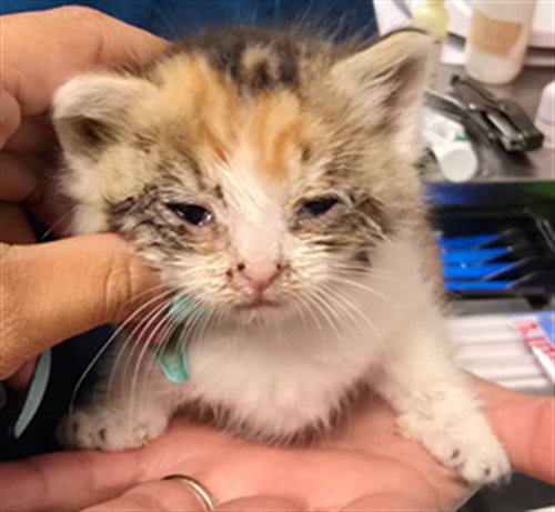 SHERBET, Baby Domestic Short Hair (medium coat), cat for adoption in Diamond Bar, California