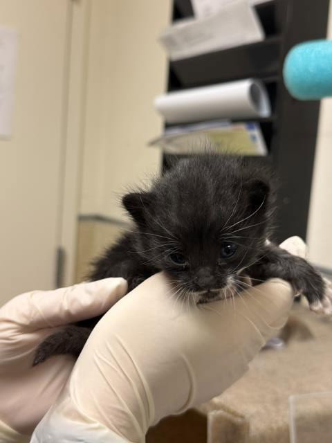 SALLY, Baby Domestic Short Hair (medium coat), cat for adoption in Diamond Bar, California
