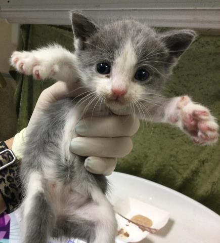 MONKEY, Baby Domestic Short Hair (medium coat), cat for adoption in Diamond Bar, California