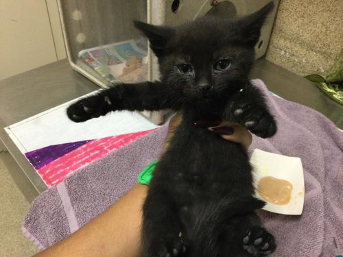 CINDER, Baby Domestic Short Hair (medium coat), cat for adoption in Diamond Bar, California