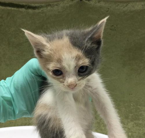 CALIPSO, Baby Domestic Long Hair (medium coat), cat for adoption in Diamond Bar, California
