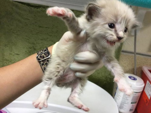 BROCCOLI CHEDDAR, Baby Domestic Short Hair (medium coat), cat for adoption in Diamond Bar, California