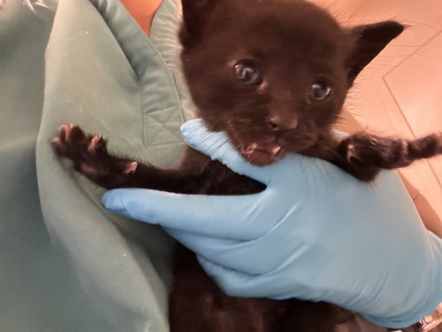 JESSIE, Baby Domestic Short Hair (medium coat), cat for adoption in Diamond Bar, California