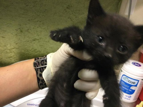 ECLIPSE, Baby Domestic Short Hair (medium coat), cat for adoption in Diamond Bar, California